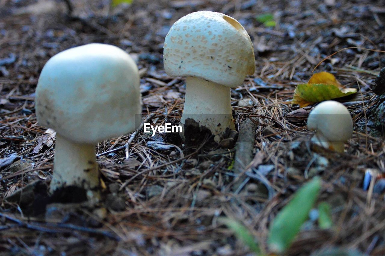 CLOSE-UP OF MUSHROOM