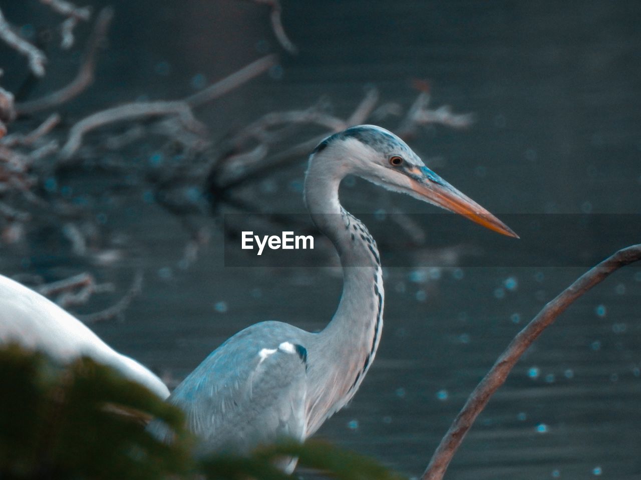 SIDE VIEW OF A BIRD IN WATER