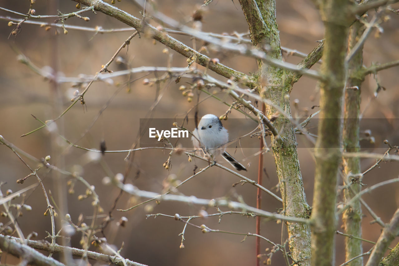 BIRD PERCHING ON PLANT