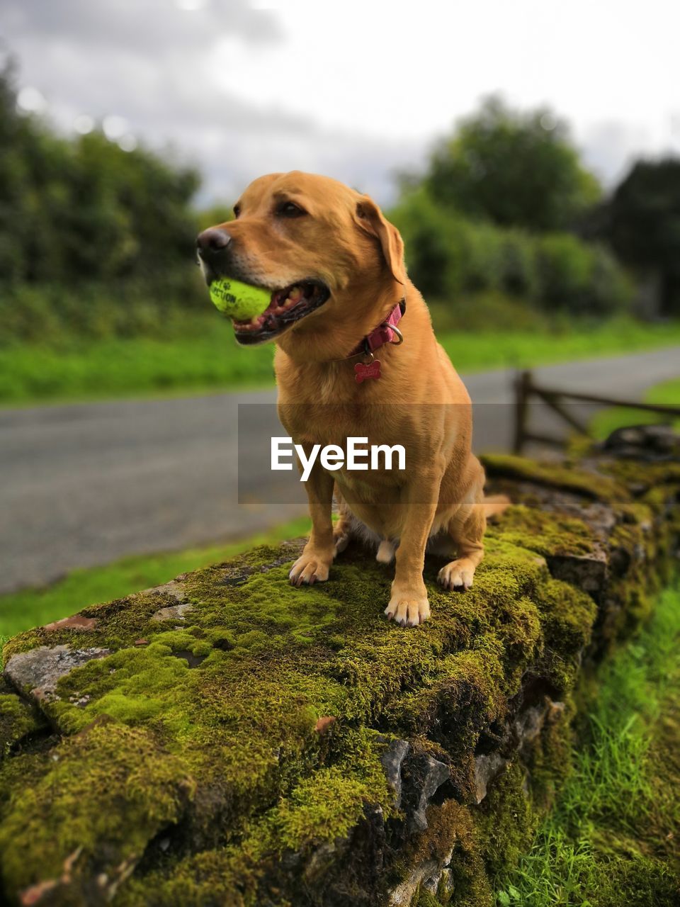 Dog looking away while sitting on grass wall