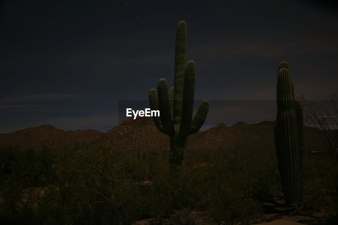 Cacti growing at desert against star field