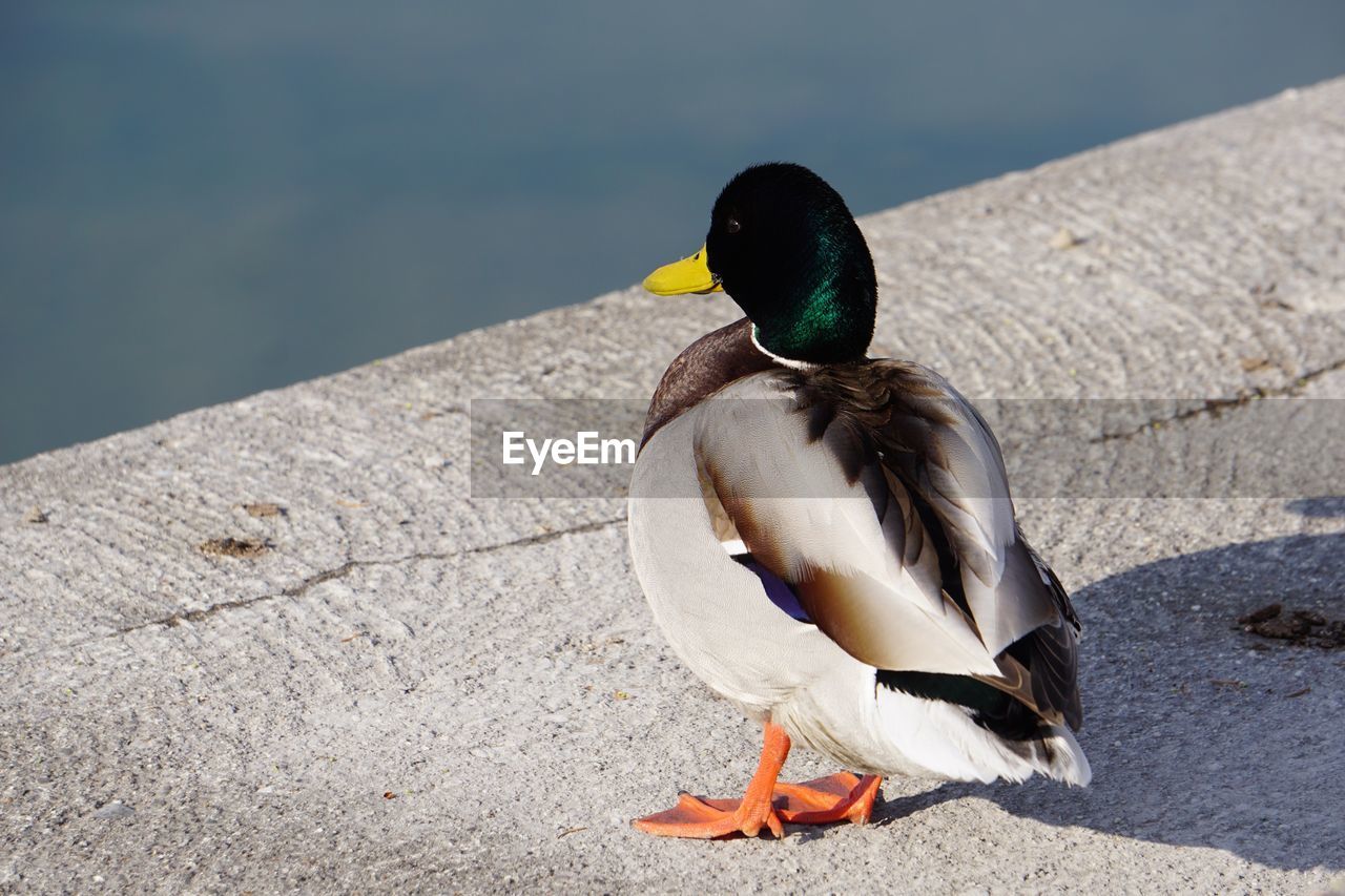 Close-up of a bird perching on a water