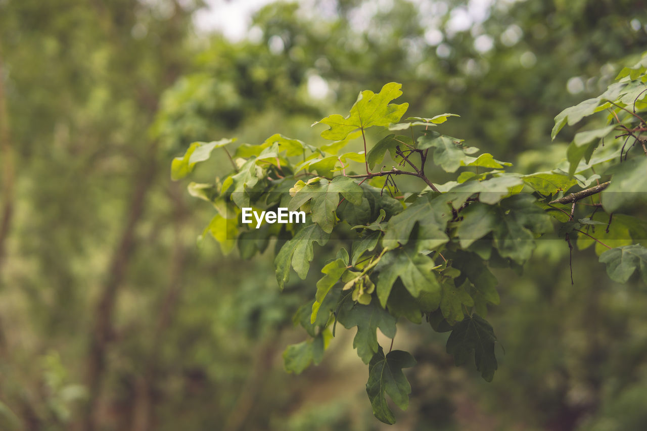 Close-up of fresh green leaves on tree