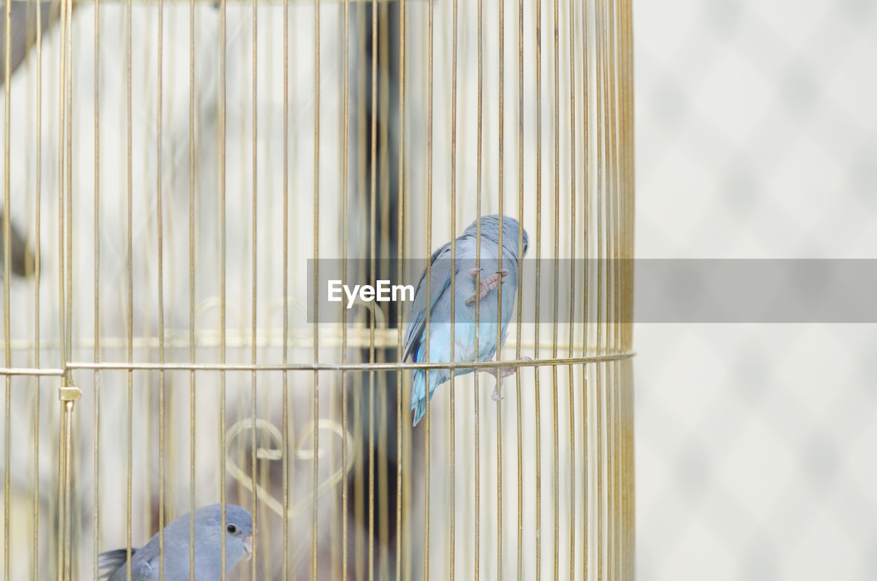 CLOSE-UP OF BIRD IN CAGE