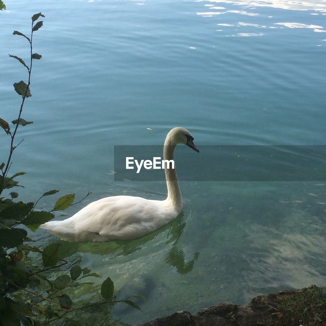Side view of swan swimming in lake bled