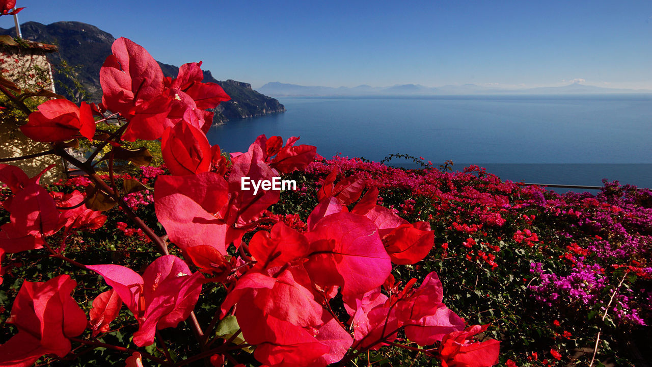 CLOSE-UP OF RED FLOWERS AGAINST SKY