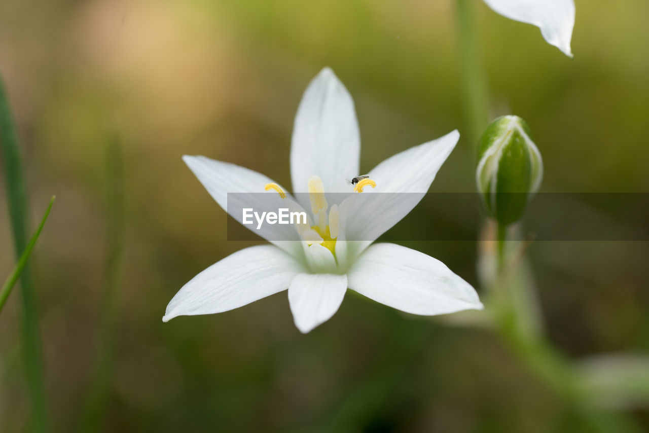 Close-up of white flower blooming outdoors