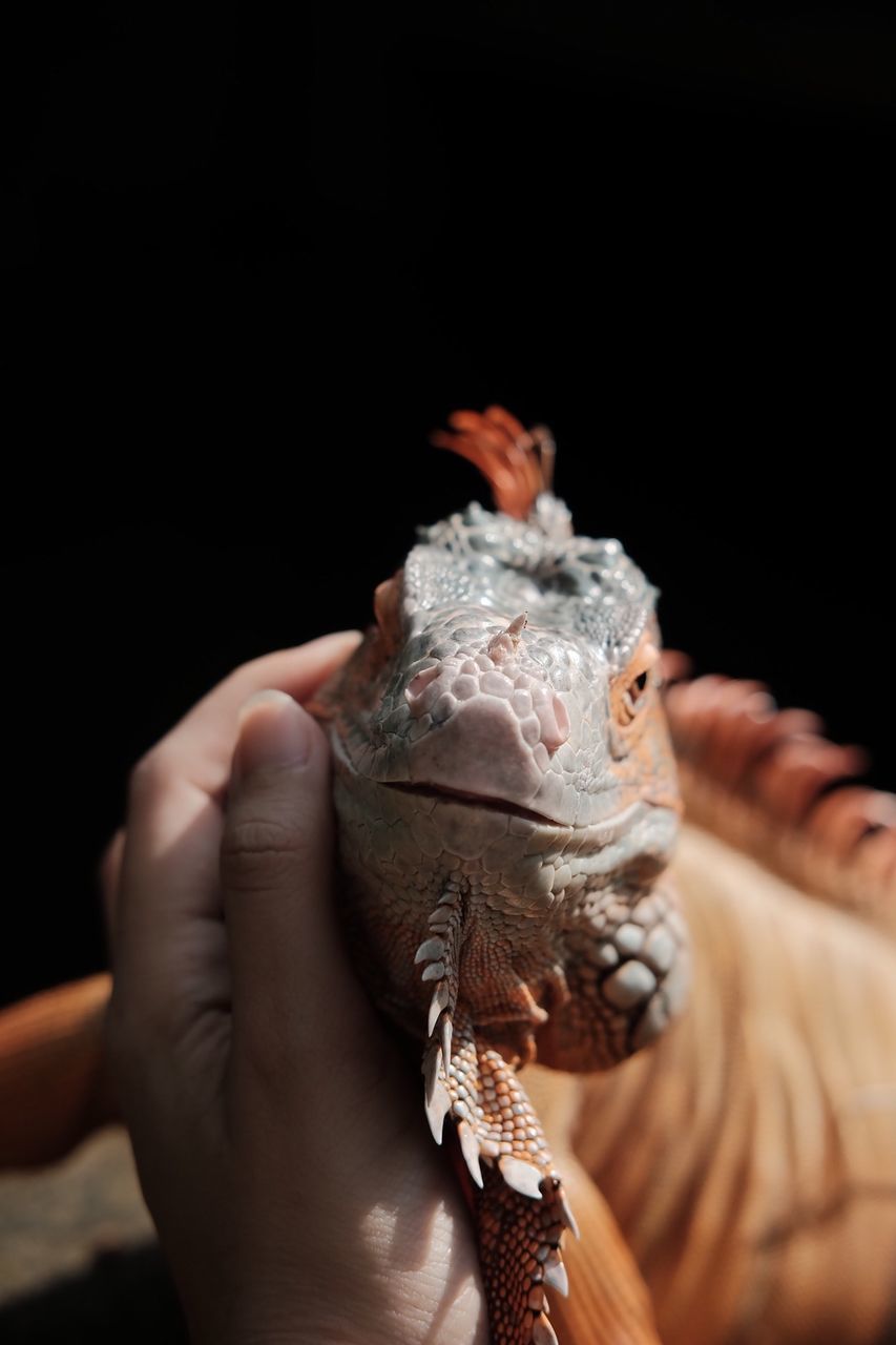 Close-up of hand touching iguana against black background