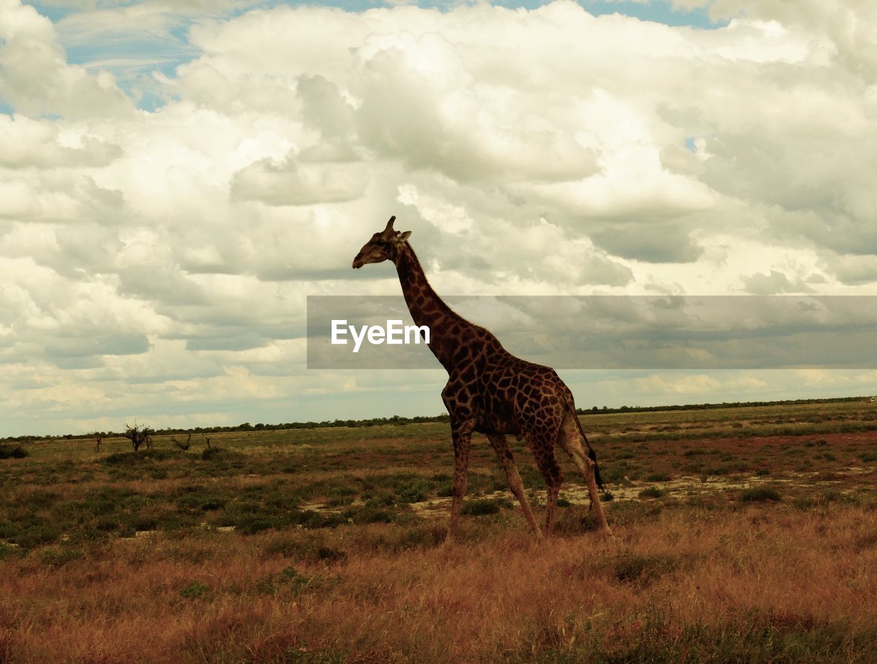 GIRAFFE STANDING ON FIELD