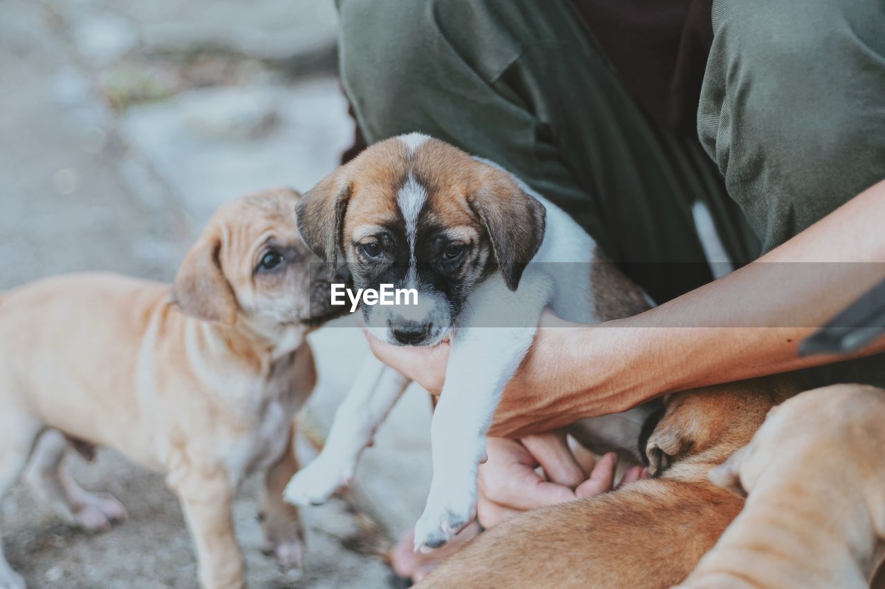 Cropped image of person with puppy on road