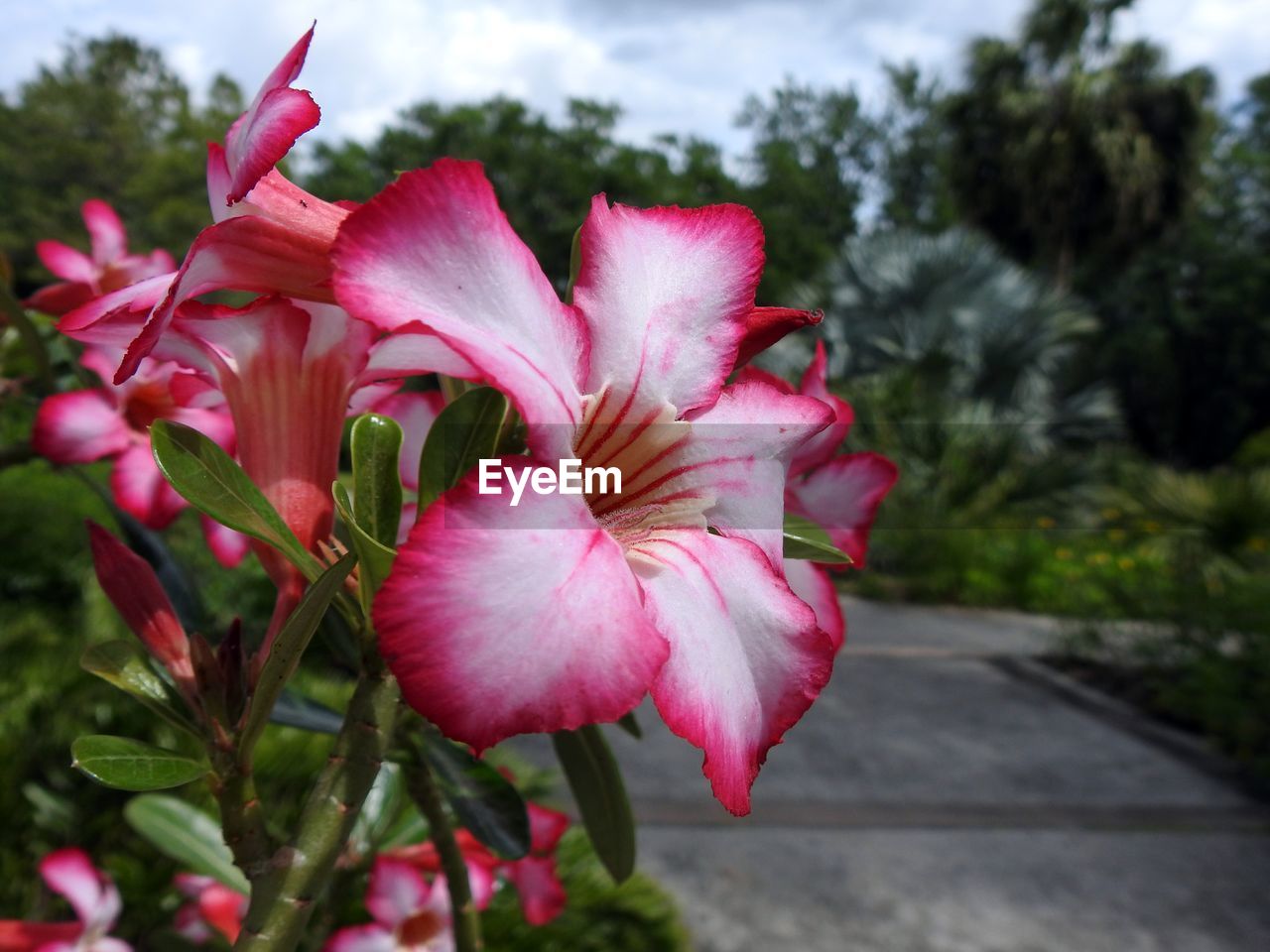 CLOSE-UP OF PINK HIBISCUS FLOWER BLOOMING IN PARK