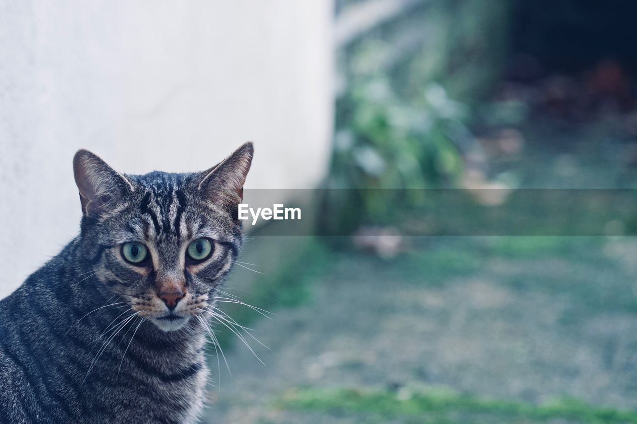 Close-up portrait of cat