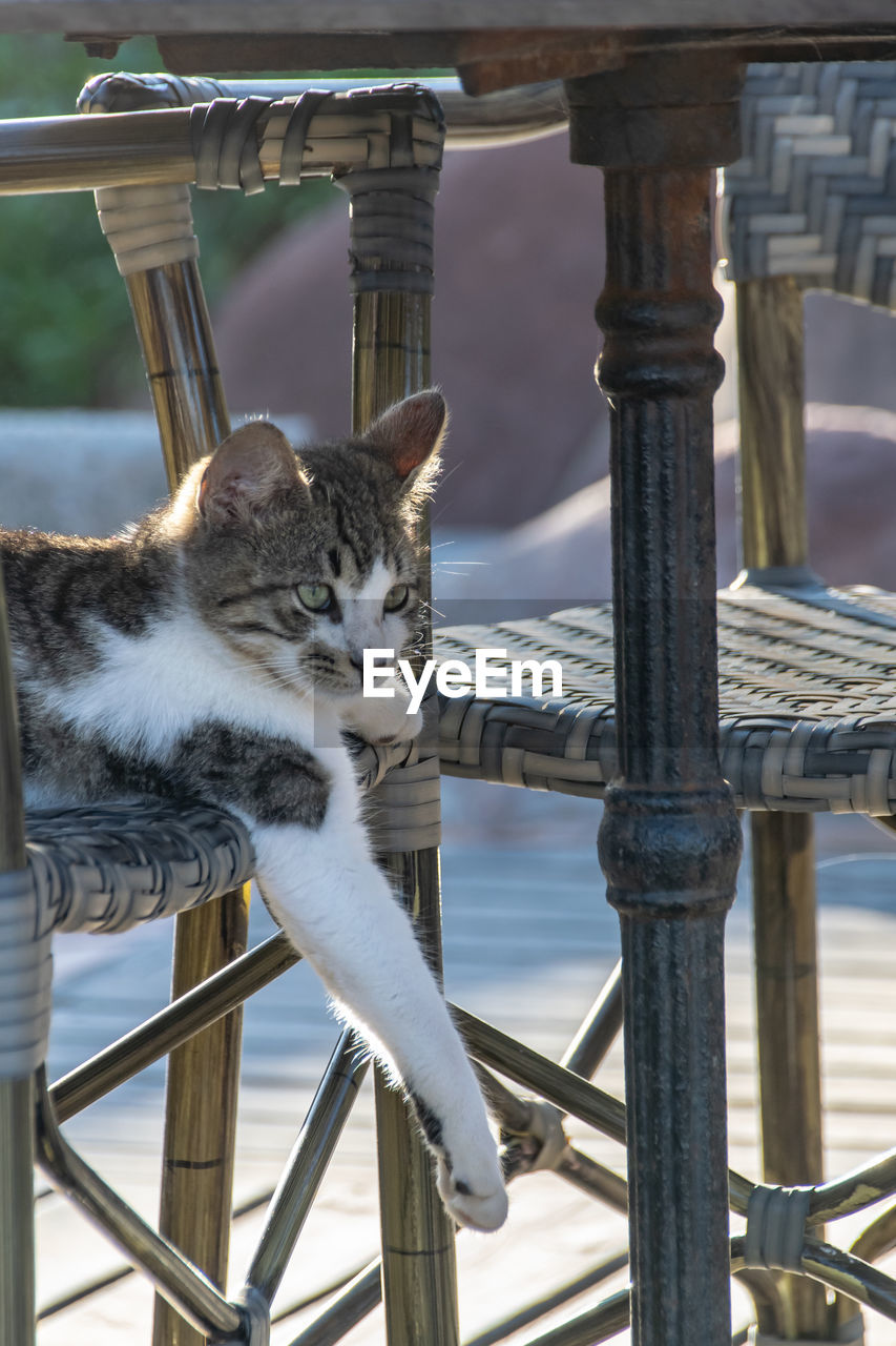 portrait of cat sitting on railing