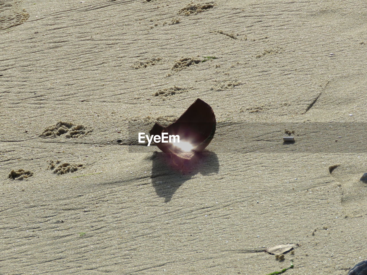 CLOSE-UP OF TURTLE ON SAND