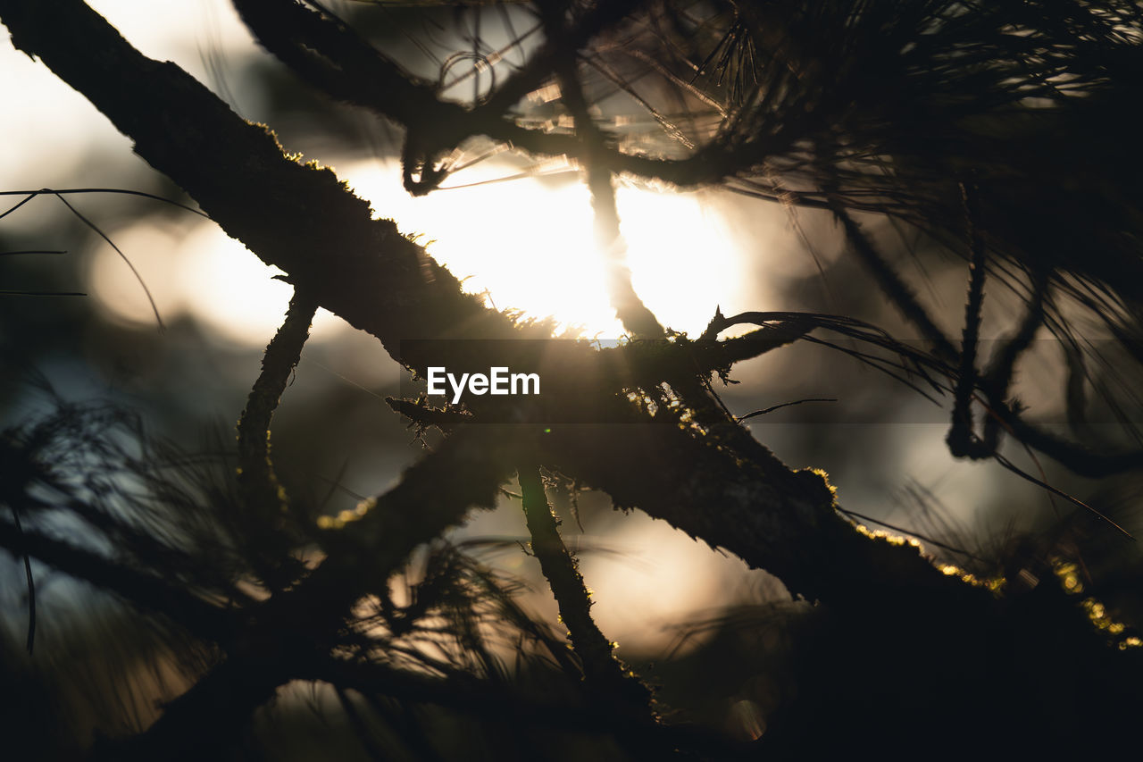 LOW ANGLE VIEW OF SUNLIGHT STREAMING THROUGH TREES