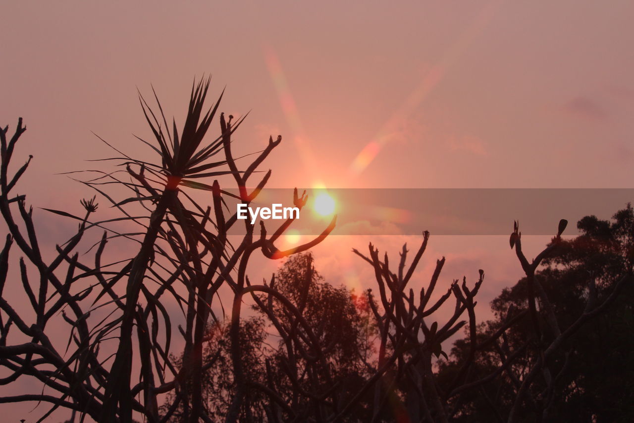 Close-up of silhouette plants against sky during sunset