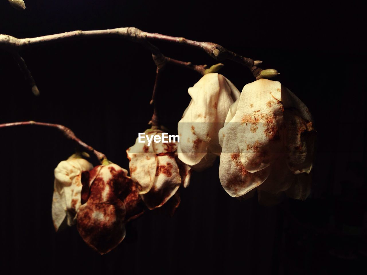 Close-up of flowers