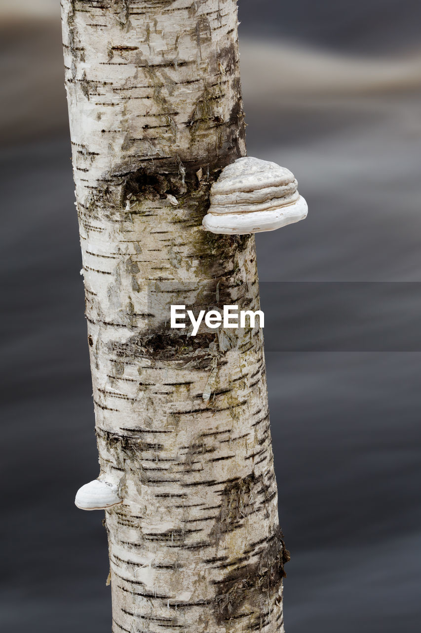 CLOSE-UP OF WOODEN POST ON TREE TRUNK IN WATER