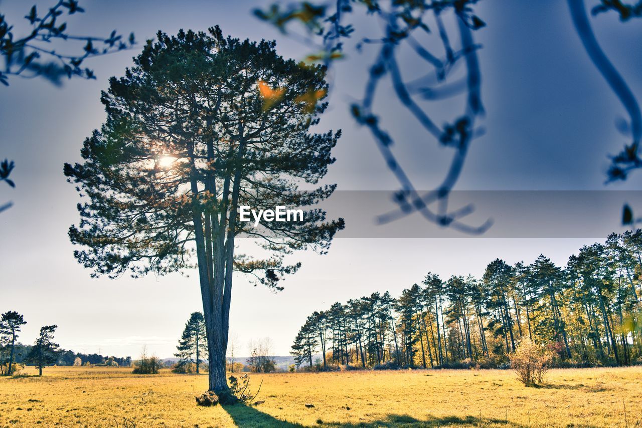 Trees on field against sky