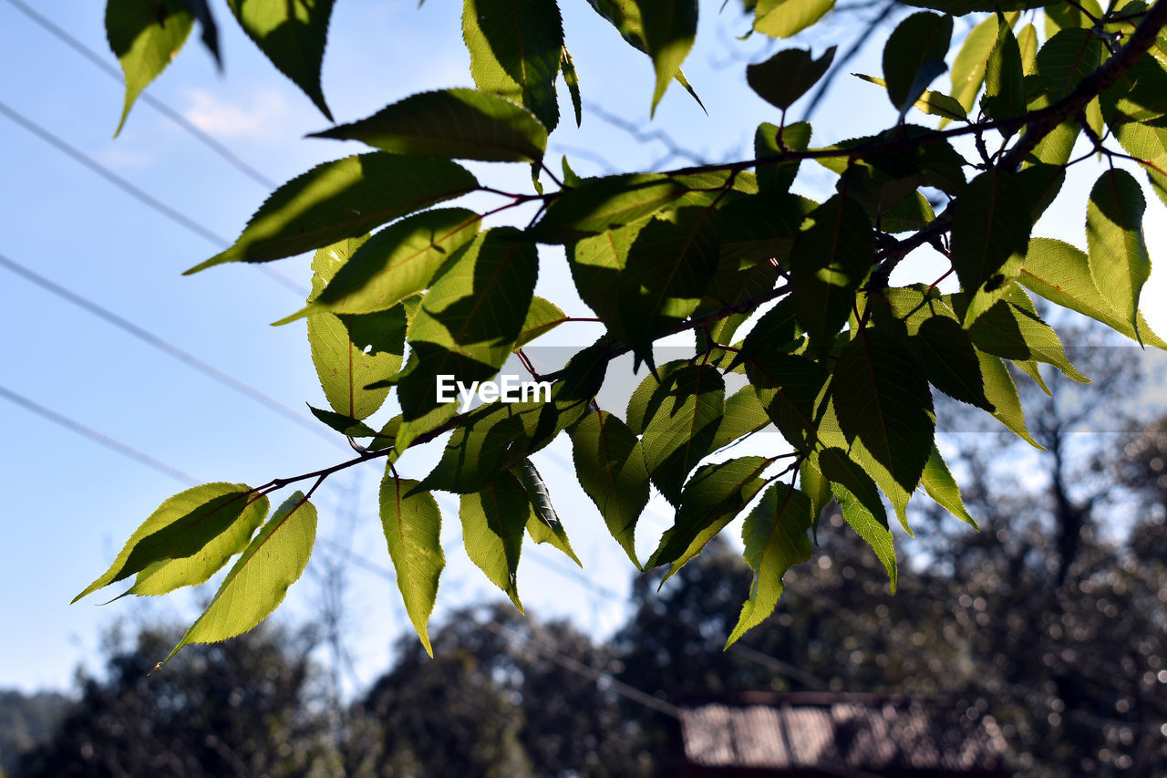 LOW ANGLE VIEW OF FLOWERING PLANT AGAINST TREE BRANCHES