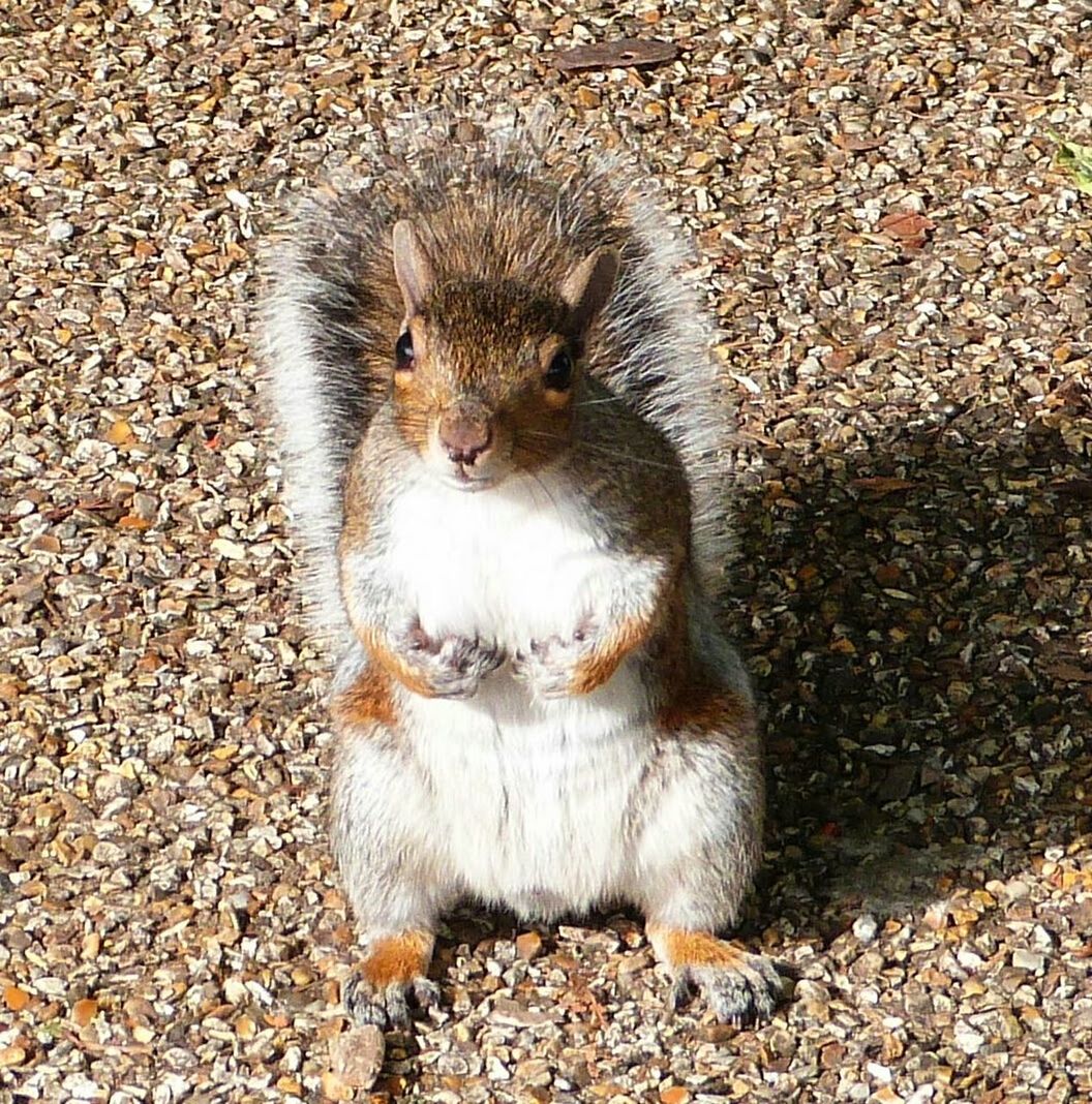 High angle view of squirrel on field