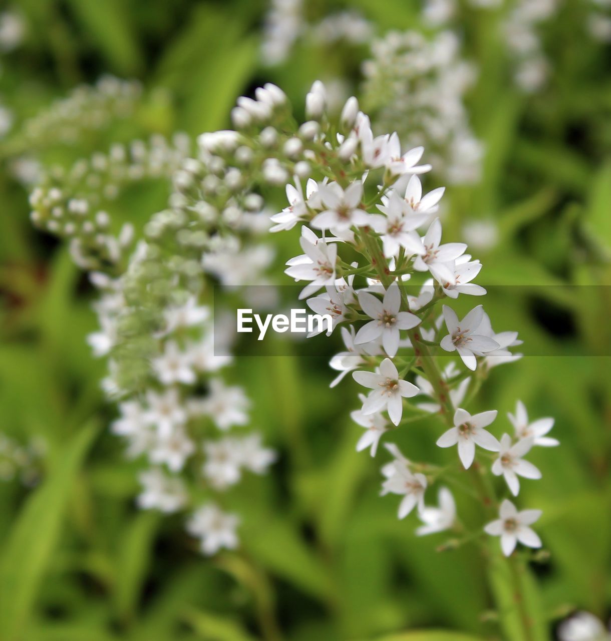 Close-up of white flowers