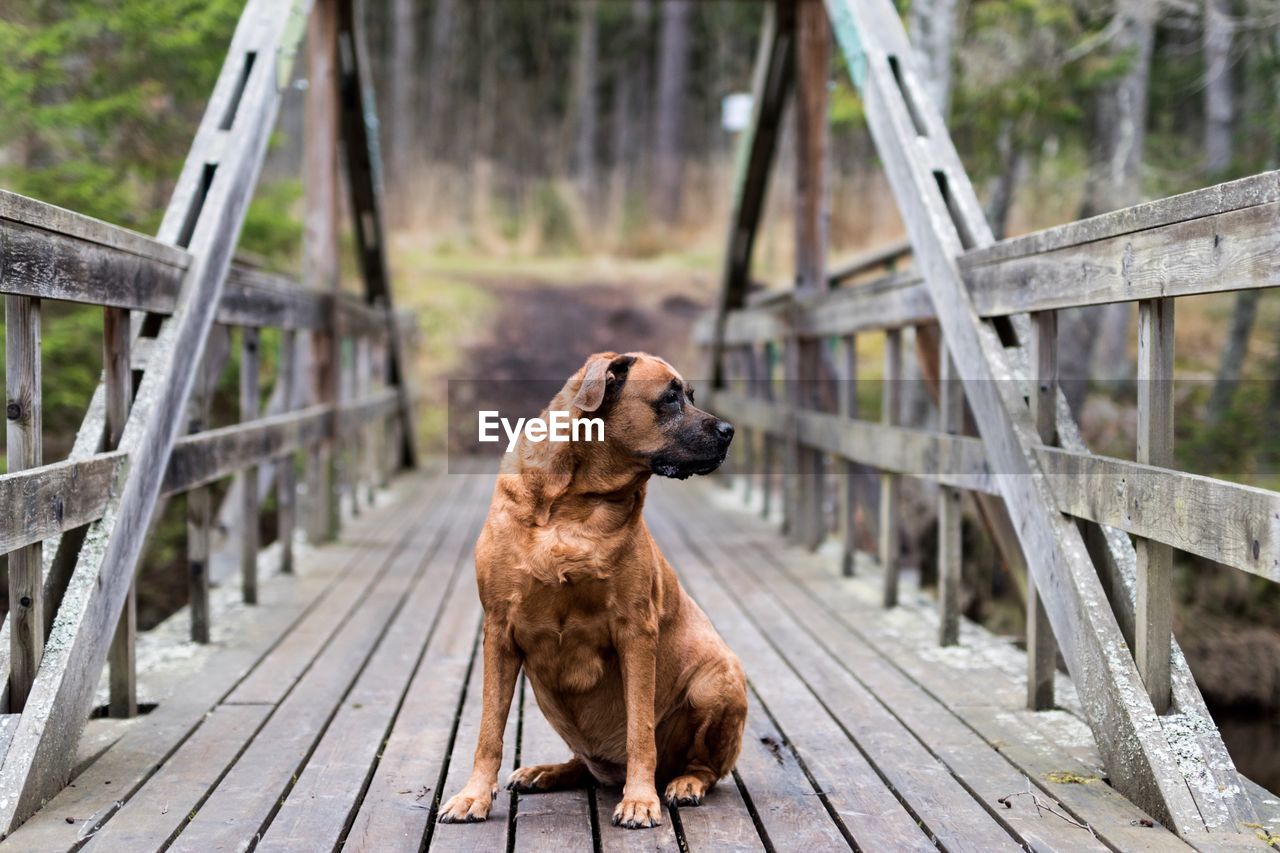 Close-up of dog sitting on footbridge