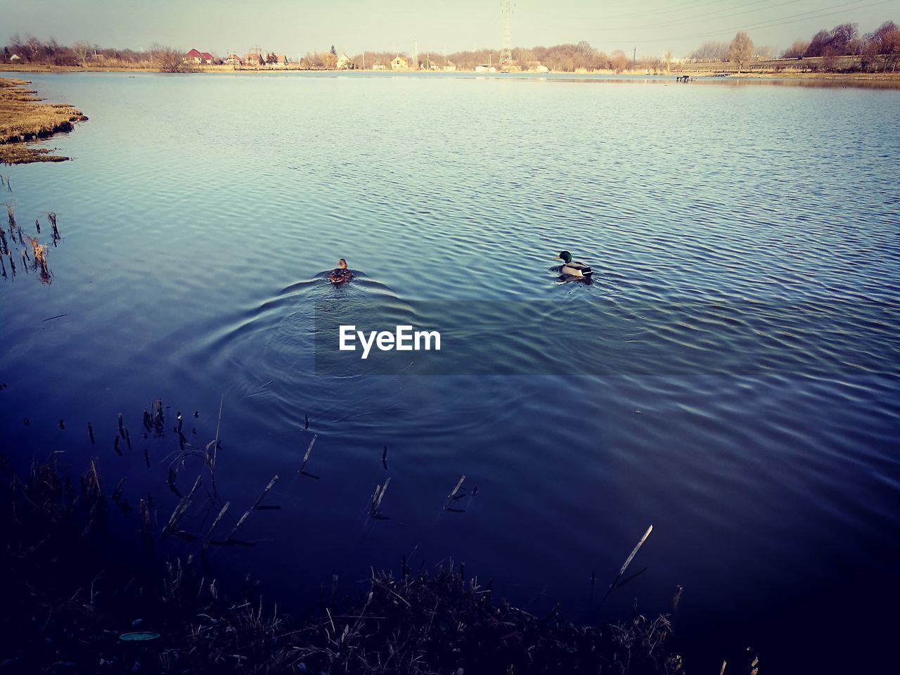 BIRDS ON LAKE