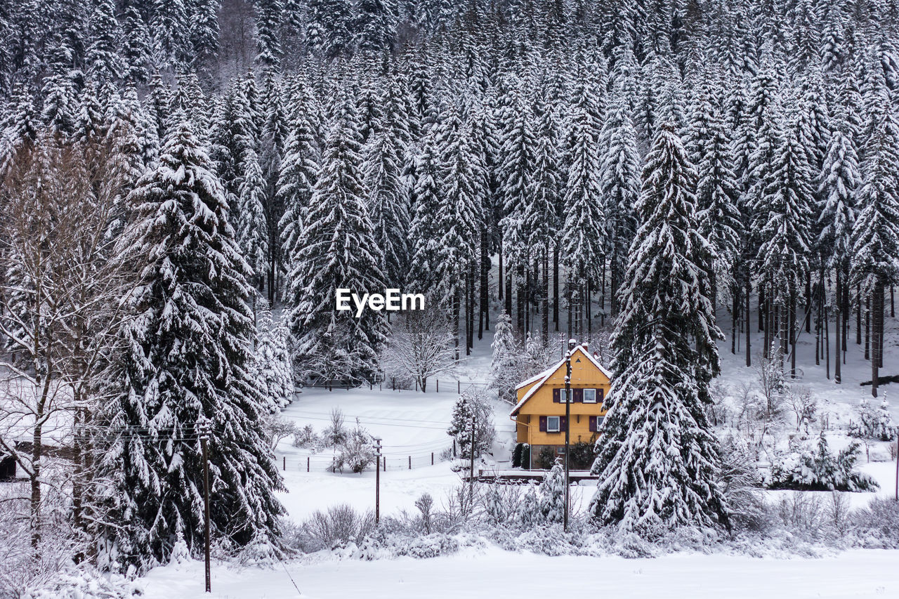 Frozen trees on snowcapped landscape during winter