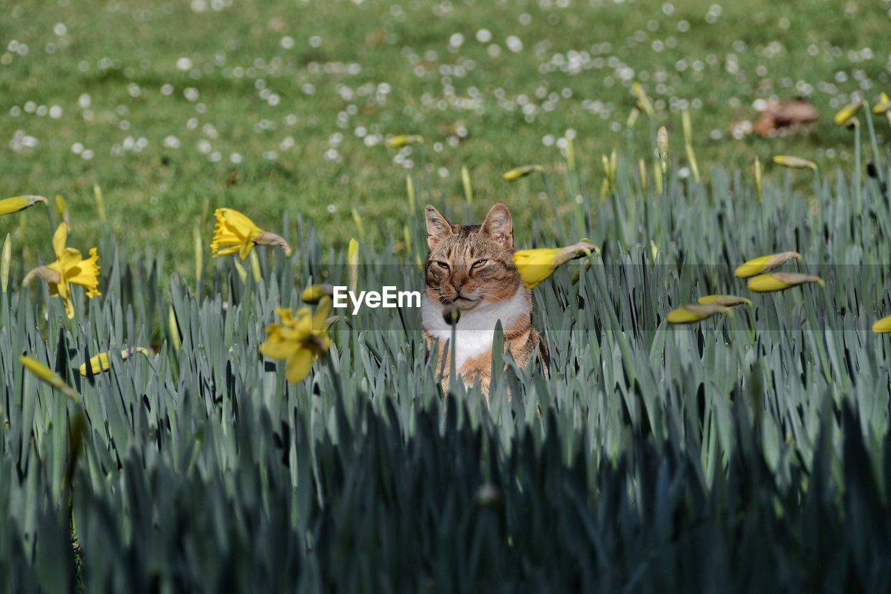 Portrait of cat amidst yellow flowers on field