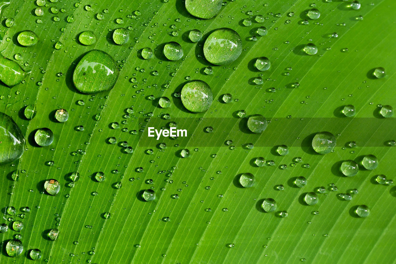 Close-up of water drops on leaf