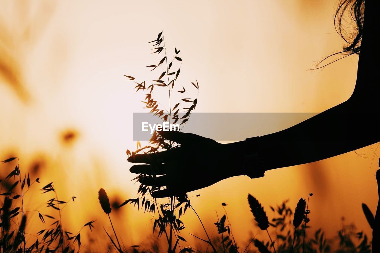 Cropped image of silhouette woman holding plant at sunset