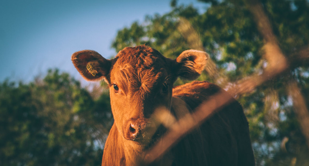 Portrait of cow during sunset