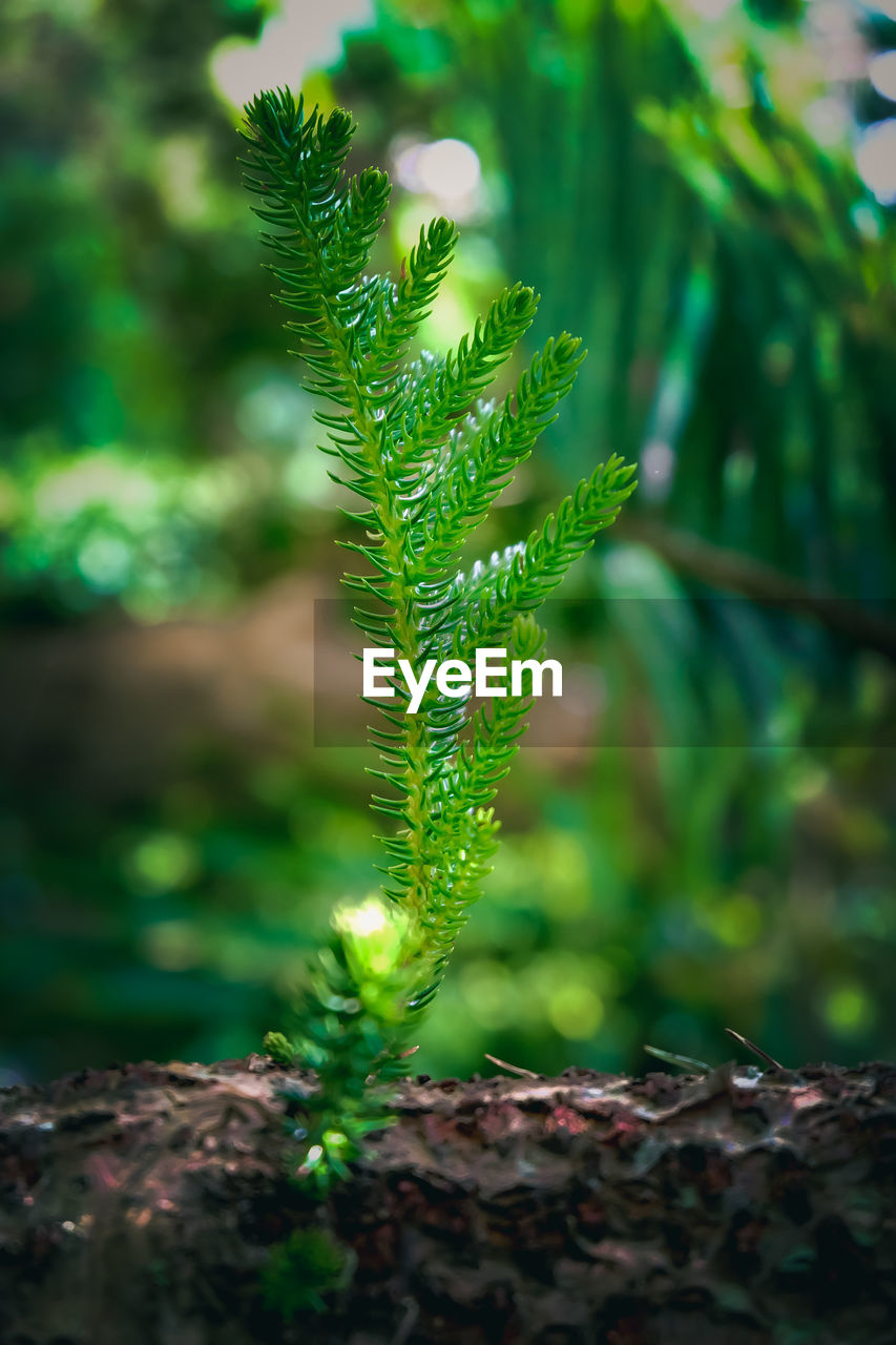 Close-up of fresh green plant