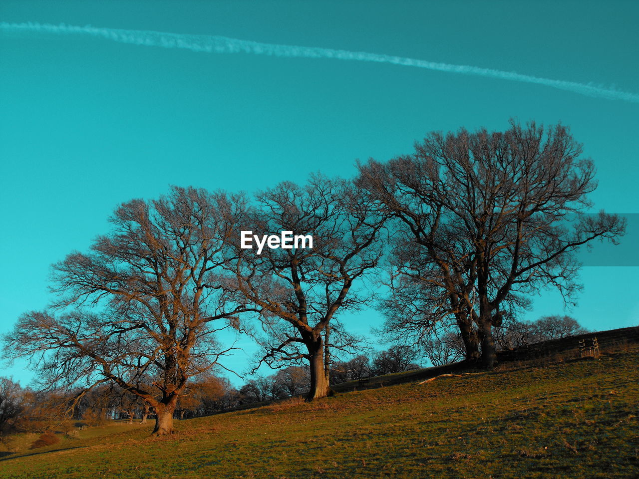 VIEW OF BARE TREES ON LANDSCAPE AGAINST BLUE SKY