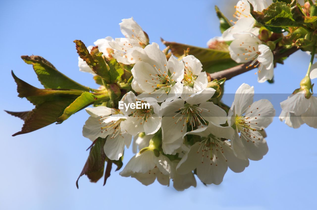 Low angle view of cherry blossoms against sky