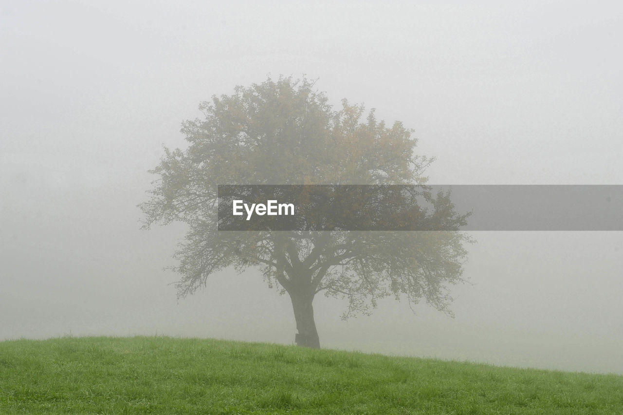 TREE ON FIELD AGAINST FOGGY WEATHER