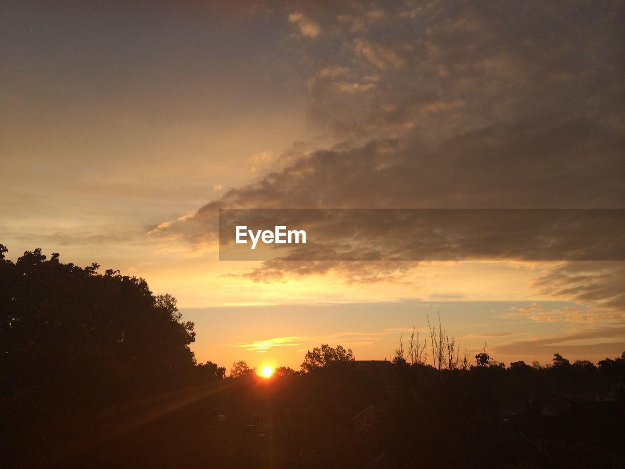 Silhouette of trees during sunset