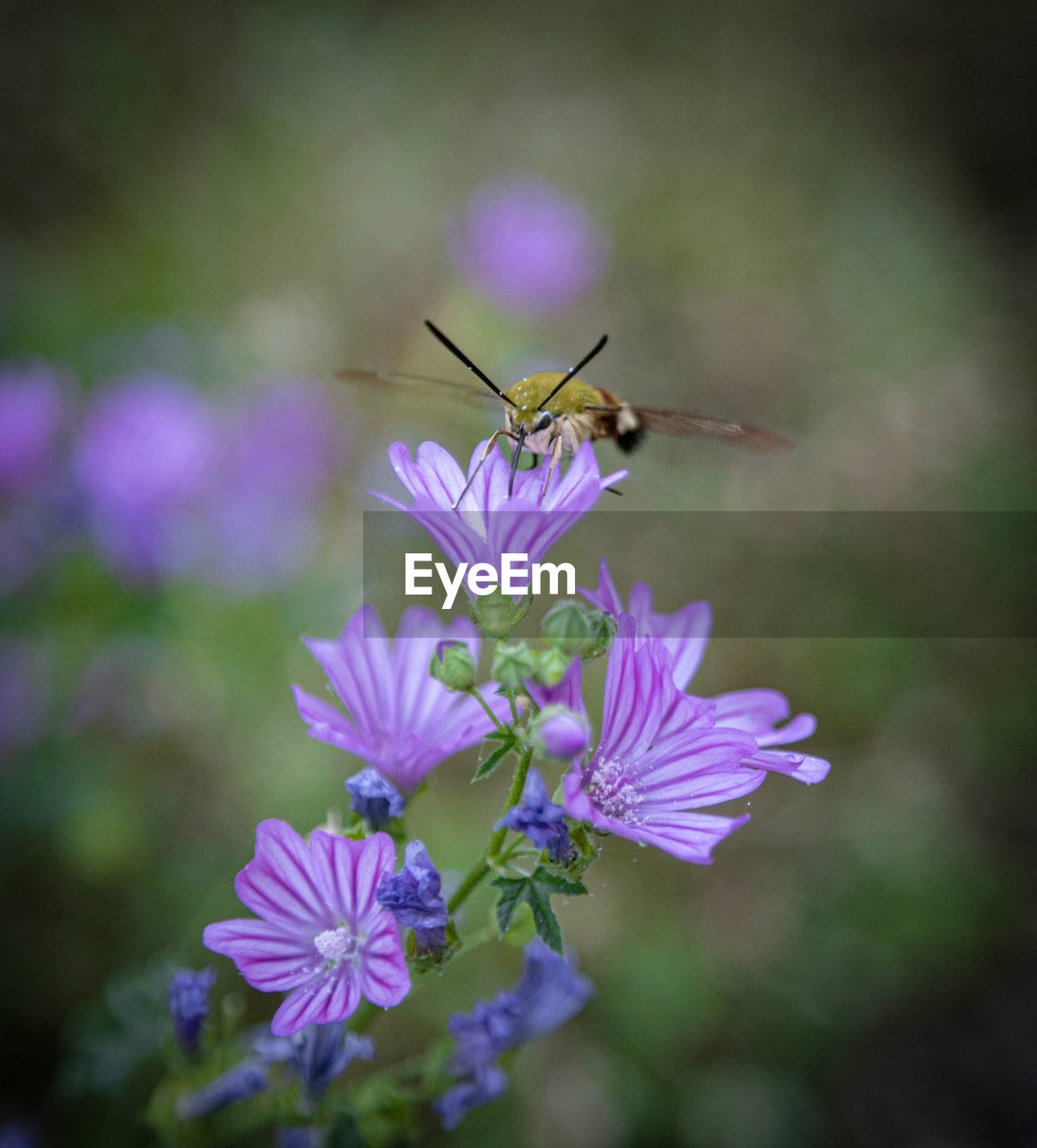 flower, flowering plant, plant, beauty in nature, animal themes, animal wildlife, insect, animal, freshness, fragility, close-up, wildlife, nature, one animal, macro photography, purple, petal, animal wing, no people, focus on foreground, flower head, wildflower, macro, blossom, animal body part, growth, outdoors, selective focus, food, environment, eating, botany, summer, springtime, full length, day