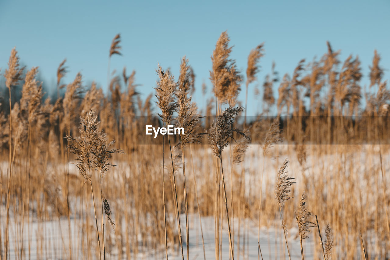 Close-up of stalks on field against clear sky