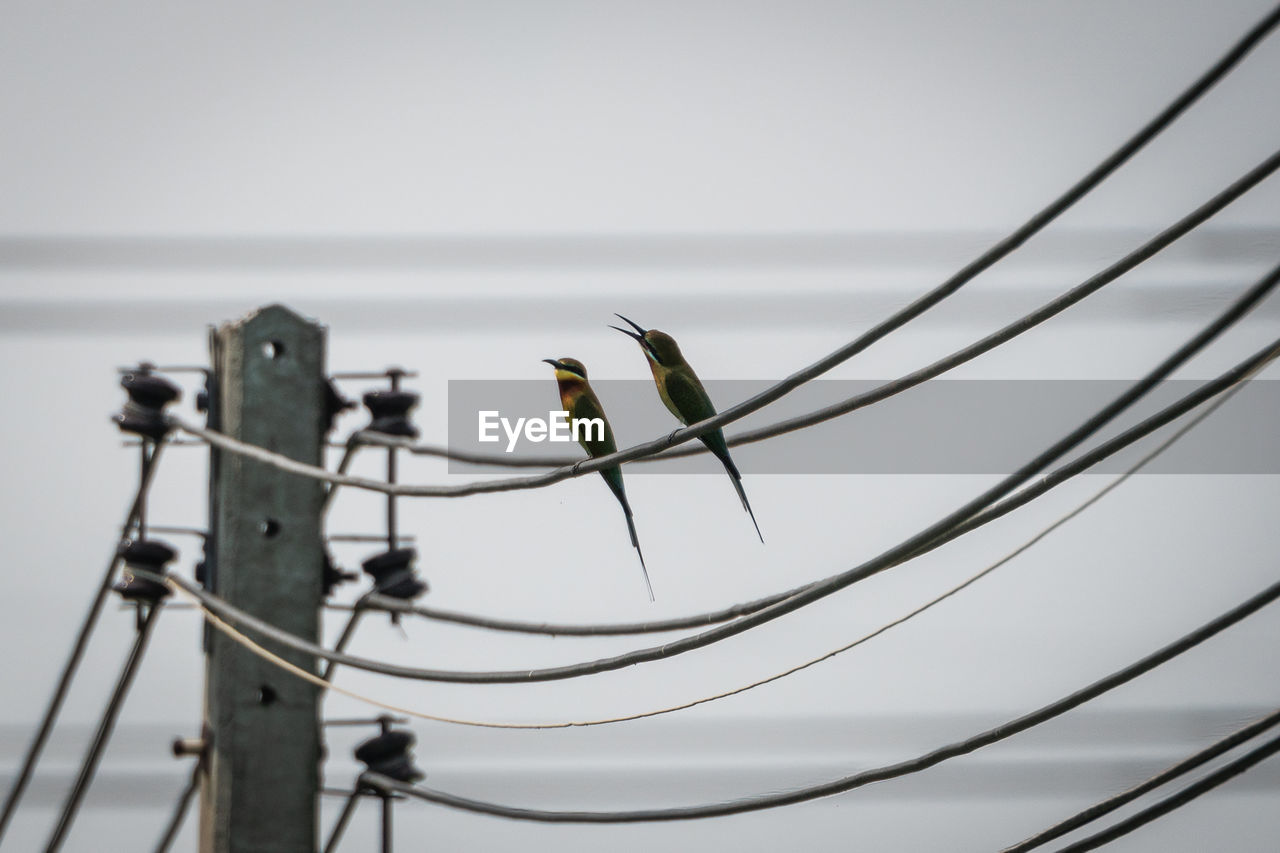 CLOSE-UP OF BIRD PERCHING ON CABLE AGAINST SKY