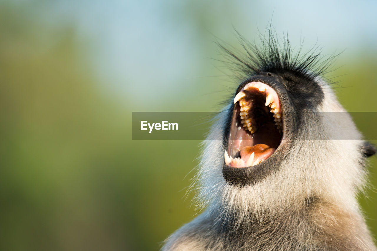 CLOSE-UP OF MONKEY ON THE WALL