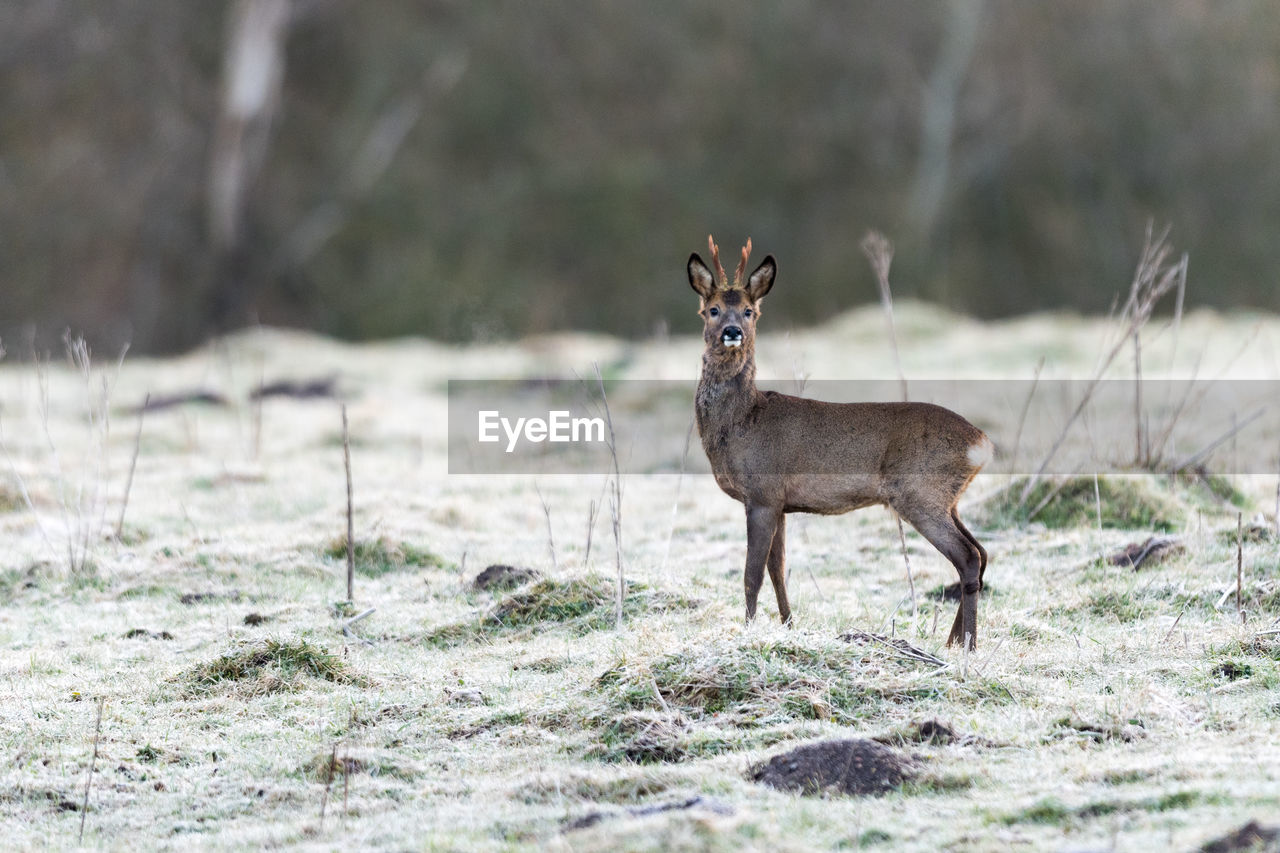 animal, animal themes, animal wildlife, mammal, wildlife, deer, one animal, nature, no people, full length, grass, portrait, outdoors, standing, plant, looking at camera, day, young animal, side view, land, domestic animals, travel destinations, selective focus