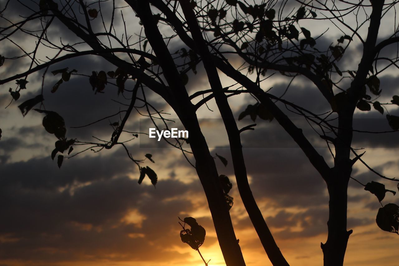 LOW ANGLE VIEW OF SILHOUETTE TREES AGAINST SKY AT SUNSET