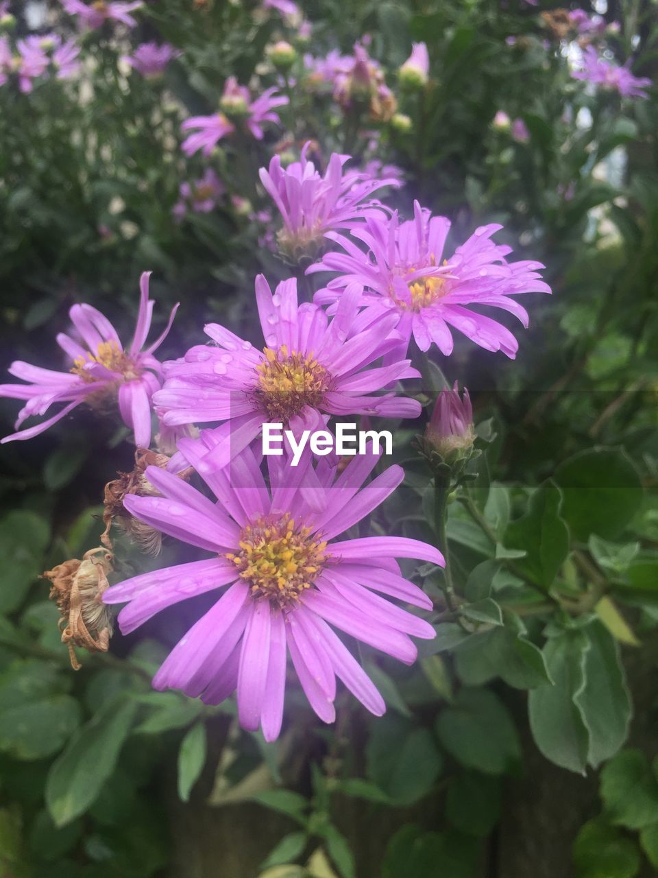 CLOSE-UP OF PINK FLOWER BLOOMING OUTDOORS