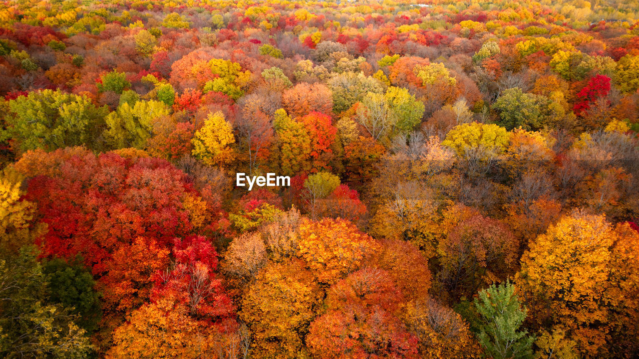 Aerial view of a forest with the colors of fall in laval, quebec