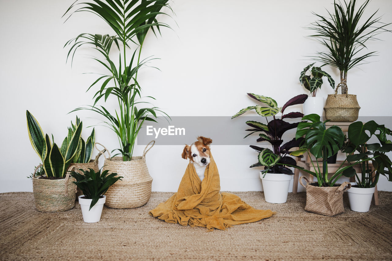 Dog covered in blanket sitting by houseplant decoration at home