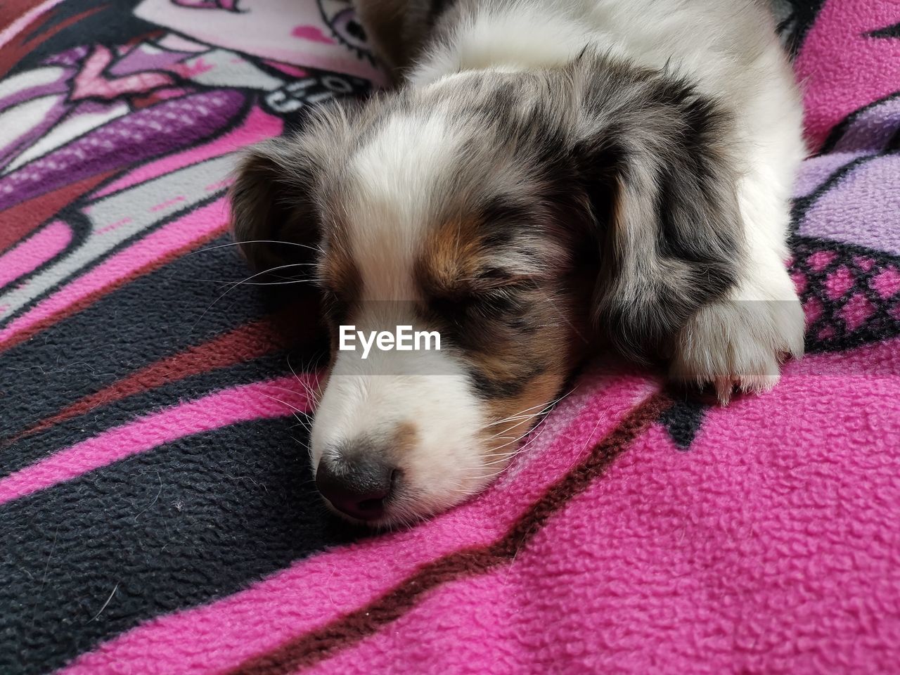 CLOSE-UP OF DOG SLEEPING