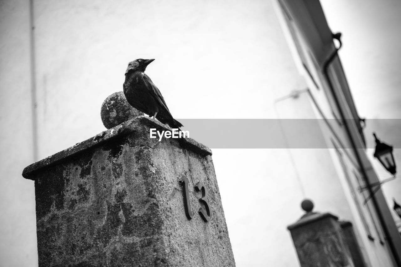 LOW ANGLE VIEW OF BIRD PERCHING ON WALL