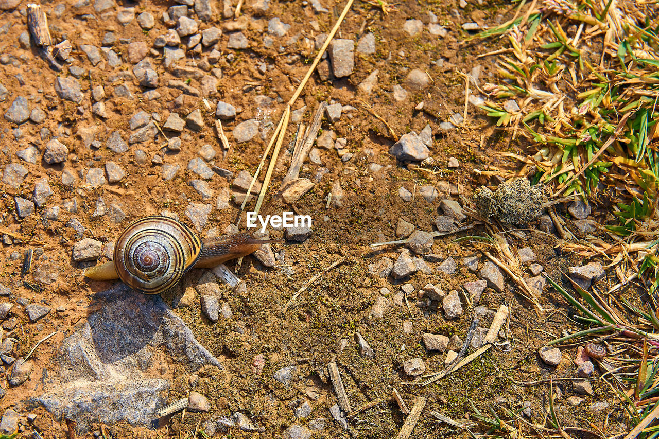 HIGH ANGLE VIEW OF SNAIL ON DIRT ROAD